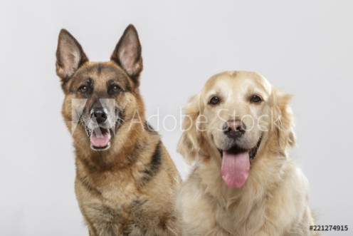 Picture of Portrait of a couple of expressive dogs a German Shepherd dog and a Golden Retriever dog against white background